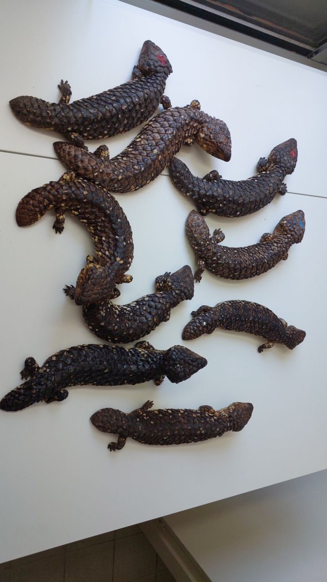 ProtecterAnimal's tweet photo. Australia reptiles #松果蜥 #藍舌 #運輸 https://t.co/zROeNYqCyR