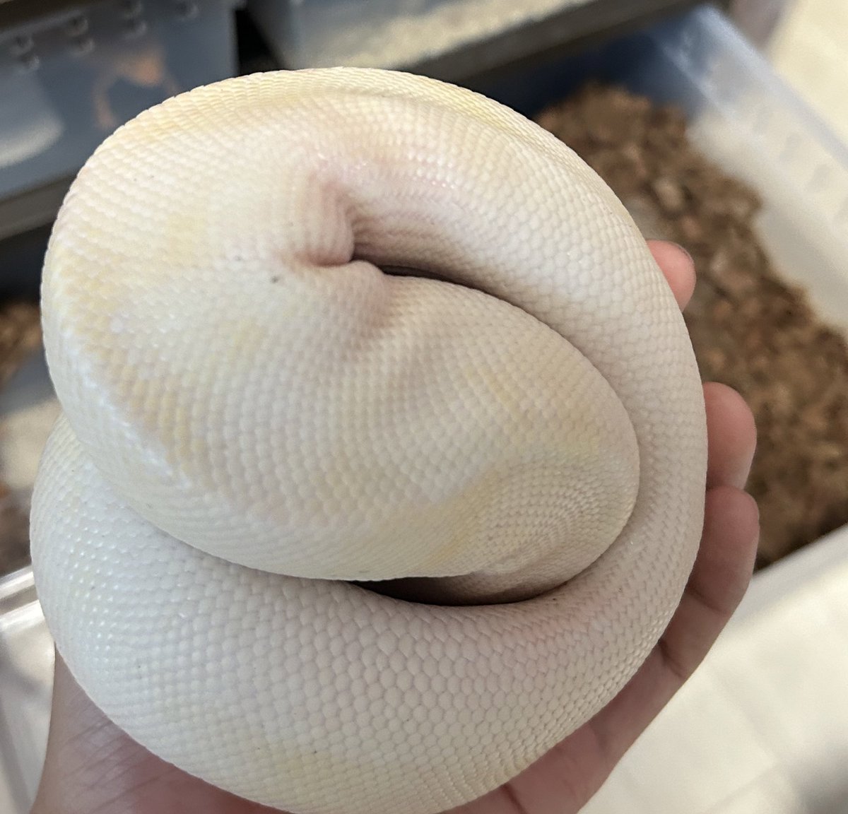 약간 시루떡같음