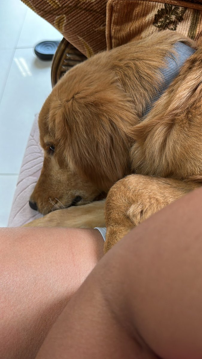 BreanGrae's tweet photo. Penny will just snob me, but Quibo comes quickly to rescue my feelings HAHAHAHA pasipsip na bata charesssss 😚😚 https://t.co/LWMiMyh5yo
