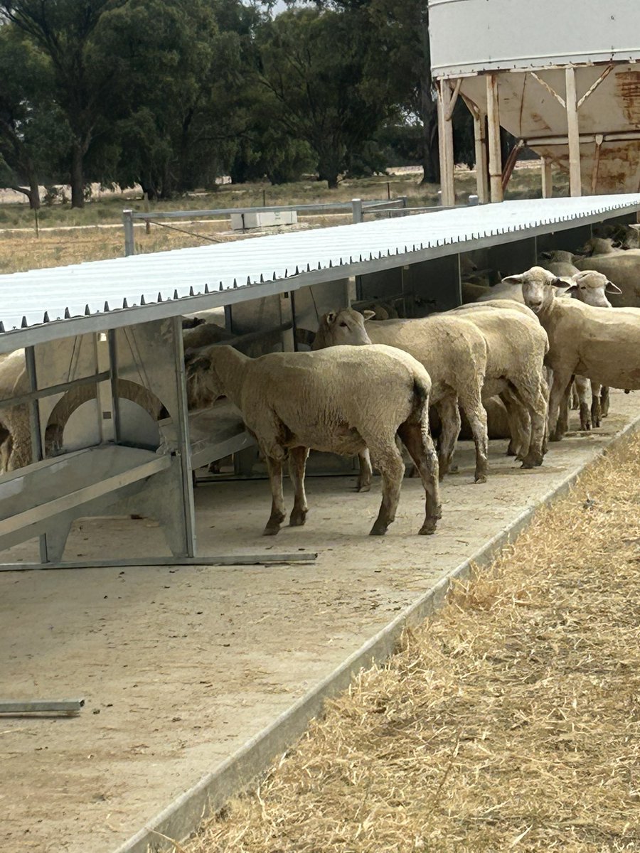 Oliver Evans tweet media