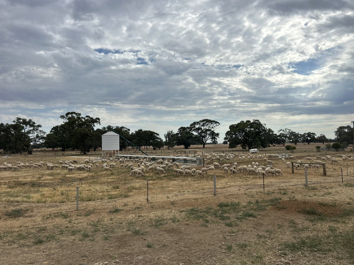 Oliver Evans tweet media