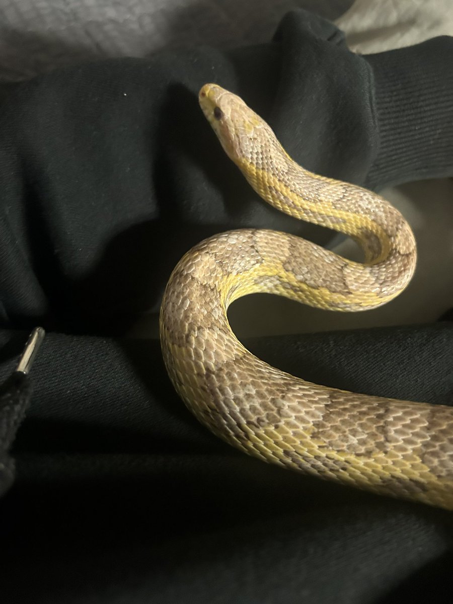 뱀신불멸의추종자 (@imakimgreptile) on Twitter photo 