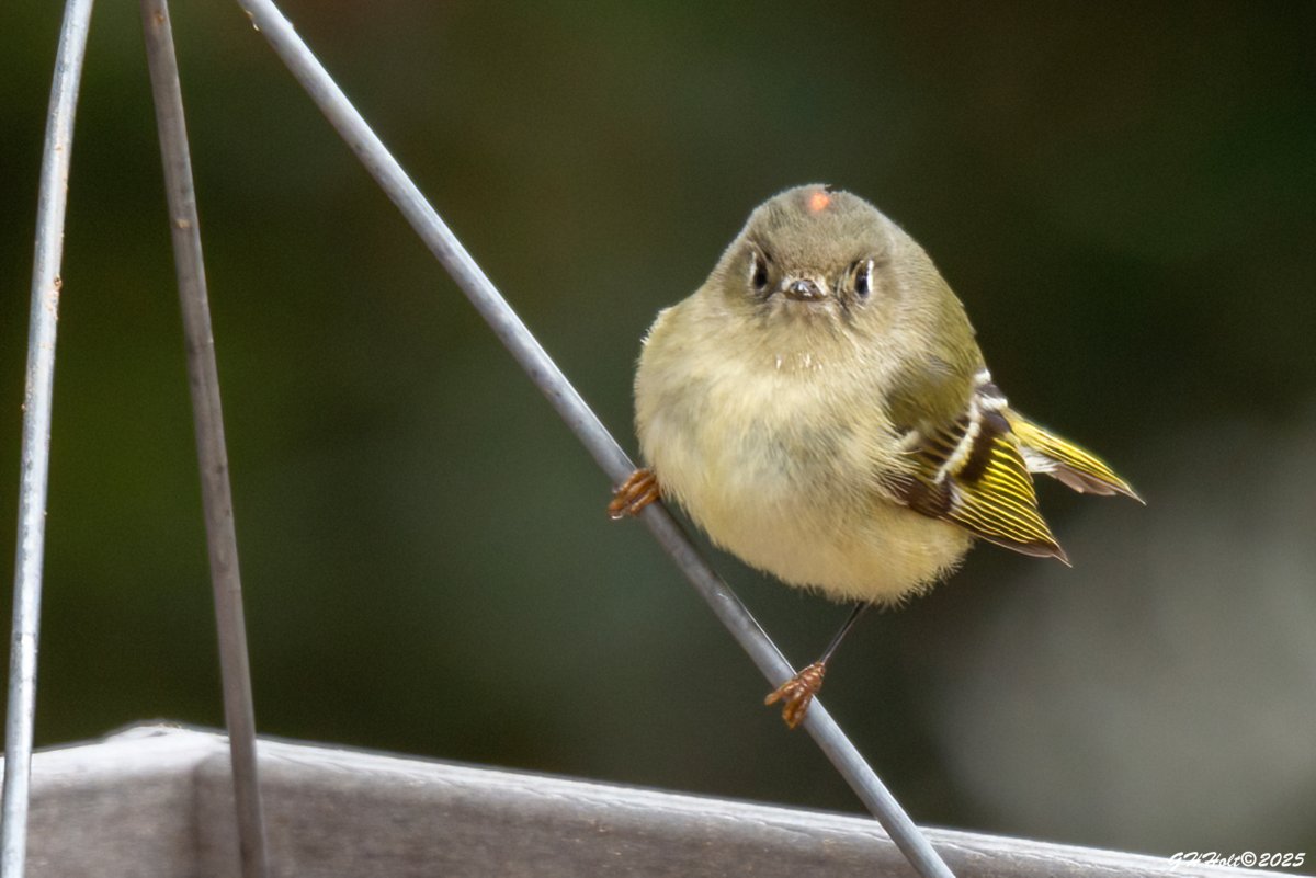 ghholt's tweet photo. A Ruby-crowned Kinglet in the late afternoon light.
#rubycrownedkinglet
#TwitterNatureCommunity https://t.co/USzeD2nwCx