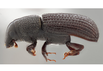 キューバ産　ゾウムシ　9mm キューバ産 ゾウムシ 9mm キューバ産 ゾウムシ 9mm 昆虫用品