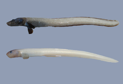 Zootaxa's tweet photo. Two #newspecies of eelpout genus Lycenchelys (#Perciformes: Zoarcidae) from the Kuril-Kamchatka Trench, based on morphological and molecular evidence
https://t.co/VvYhiAjvf9
#Taxonomy https://t.co/mcFbSD6nf2
