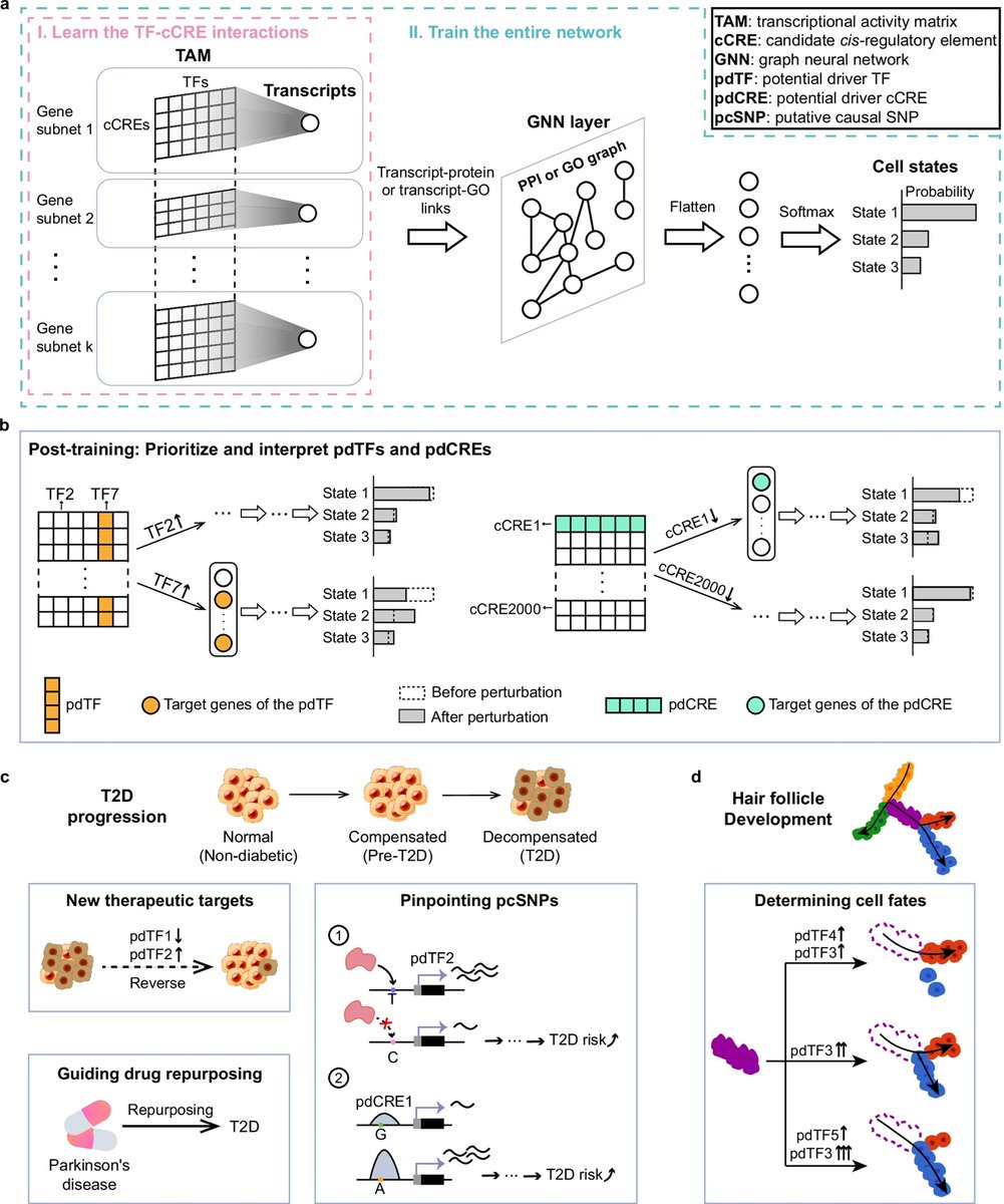 Happy Chinese New Year! I'm glad to share our new work on using biological knowledge to guide the design of interpretable AI models, for prioritizing potential driving regulators for cell state transitions. doi.org/10.1038/s41467…