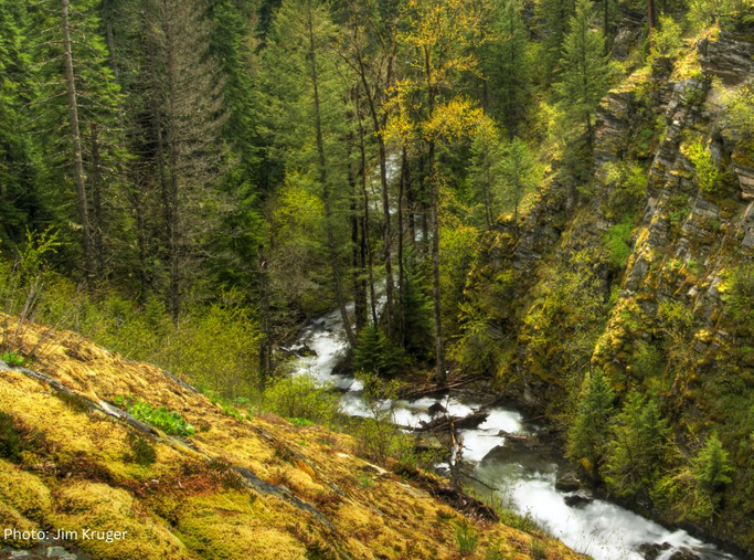 YaakValleyOrg's tweet photo. Tell Your Senators to Oppose the “Fix Our Forests” Act
Congress is working to pass the misleadingly named bill. It will will weaken protections for wildlife, remove oversight, and worsen wildfire risks. 
Acthttps://secure.everyaction.com/t0Q8YIv1oUW9QxWt1i1u1g2 https://t.co/cxzgSTzYMb