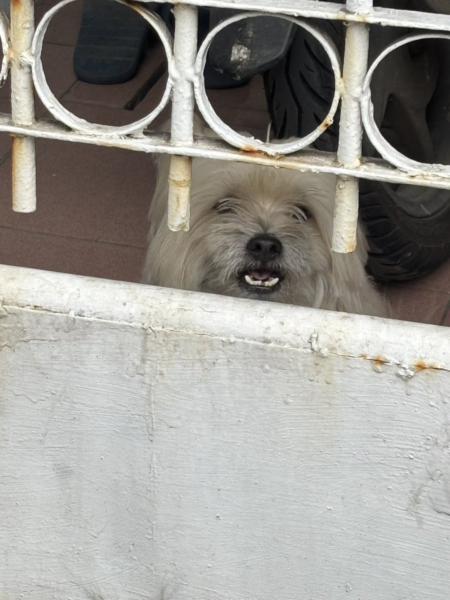 mxuese's tweet image. 