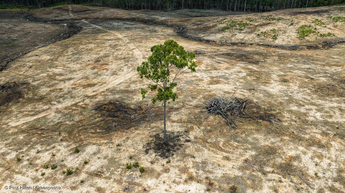 Greenpeace Australia Pacific tweet media