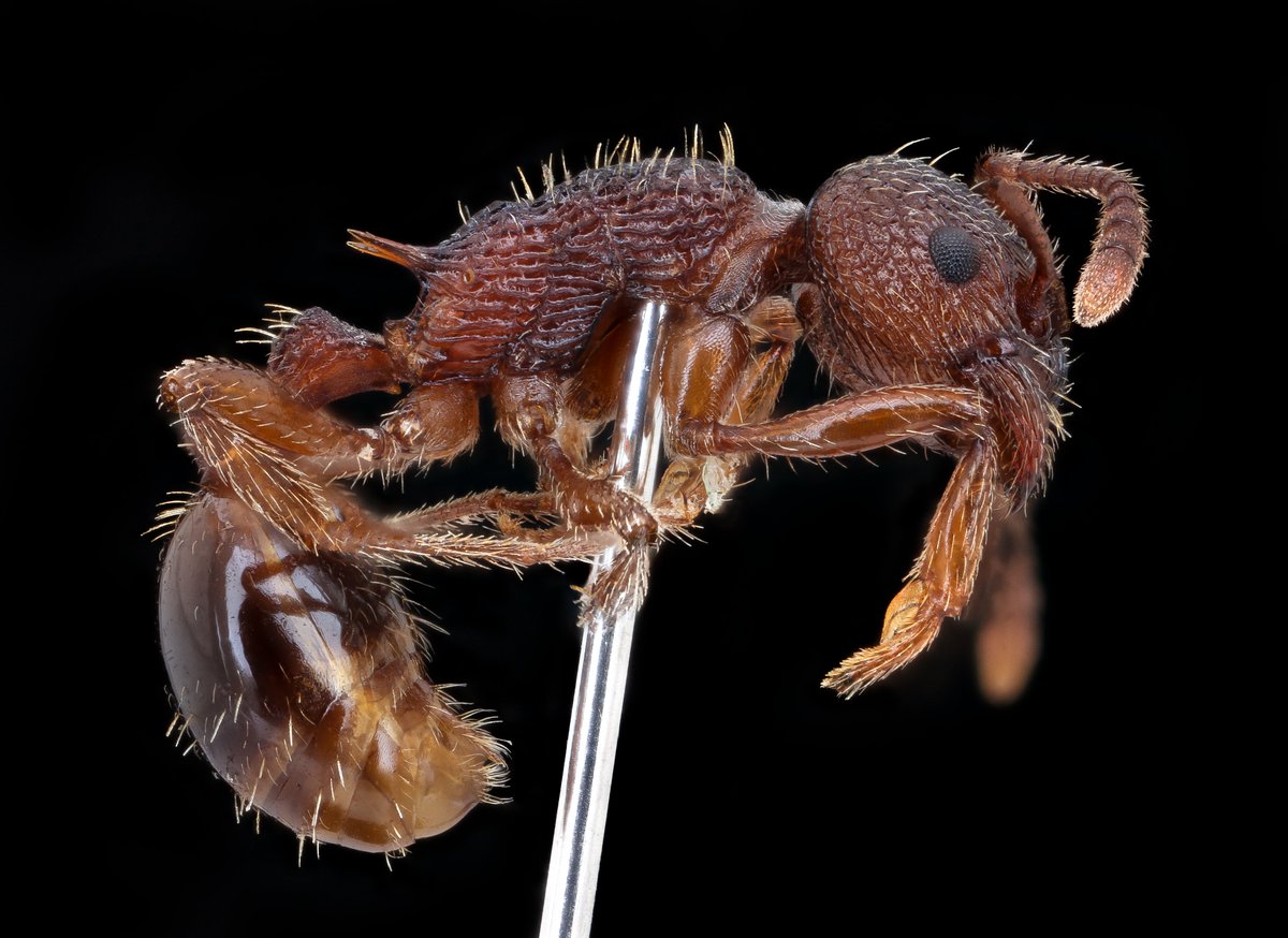 Basic small ant from Beltsville Agriculture Research Center.  For something so small there is a lot of architecture going on here.  Reminds me of the Twain quote  "Nelson would have been afraid of ten thousand fleas, but a flea wouldn't be afraid of ten thousand Nelsons."