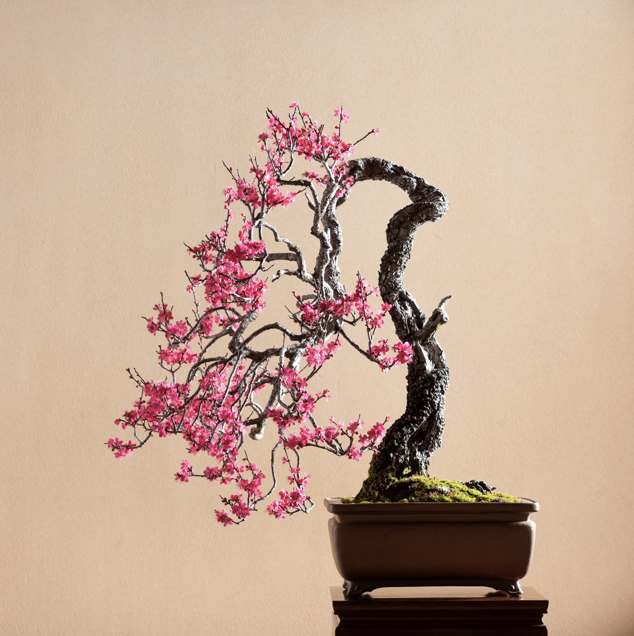 ☆盆美術館☆ 松下凡才 初期作 南蛮丸鉢 植木鉢 文人盆栽 34cm