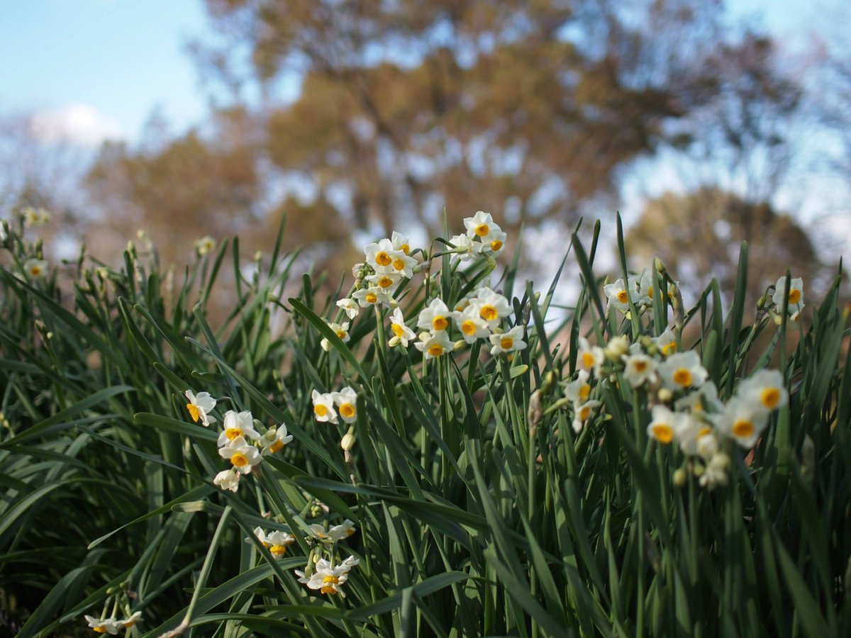 nes13508's tweet photo. おはようございます
#蜻蛉池公園 2025.01.11
#olympusE5 https://t.co/J9Qsky8ekj