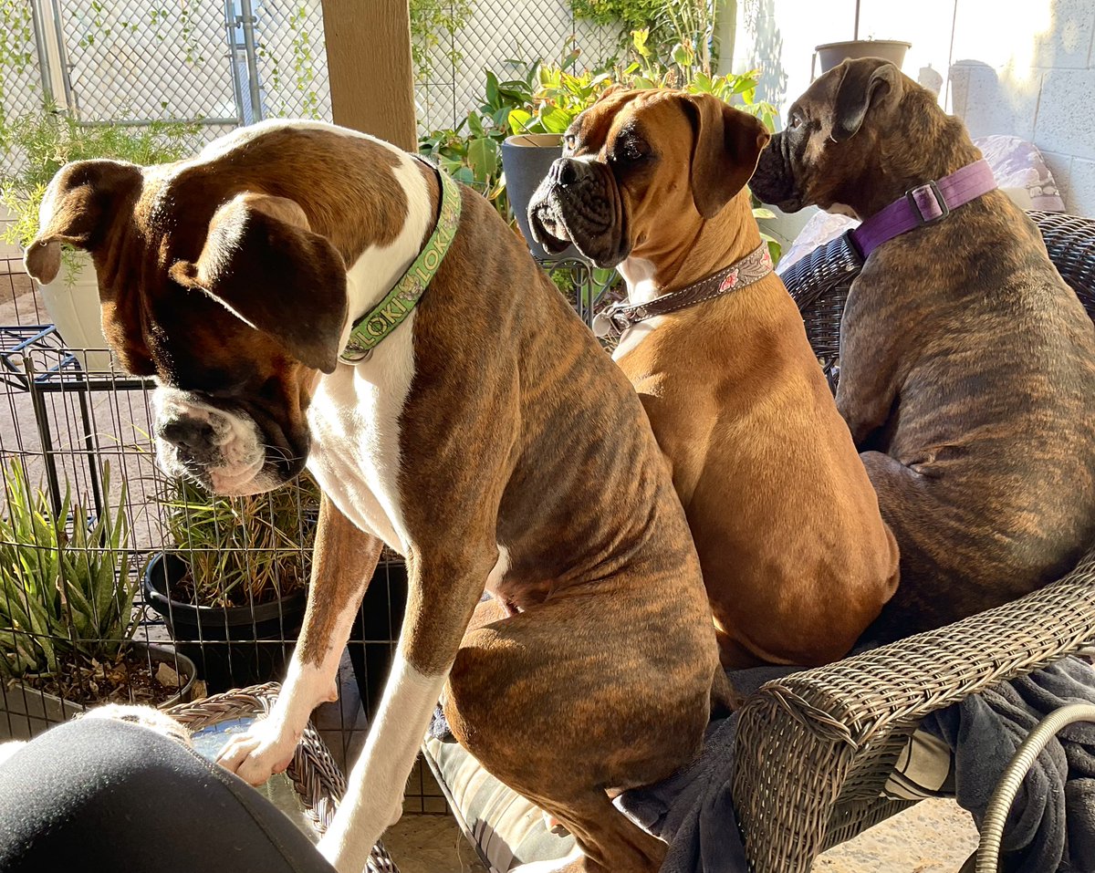 Glamazon72's tweet photo. All squished into 1 little chair to enjoy the morning sun 🤭
#Boxer #BoxerPuppy #BoxerLife #boxersoftwitter #Loki #LadySif #TheRogueRuby https://t.co/ImB0Jco5Ux