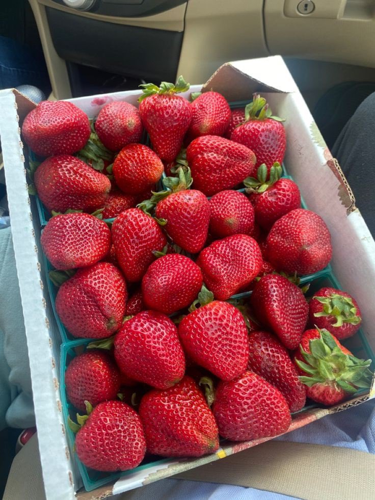 FoodPleaser's tweet photo. Fresh picked Strawberries 🍓 https://t.co/ZtUm4fWd8i