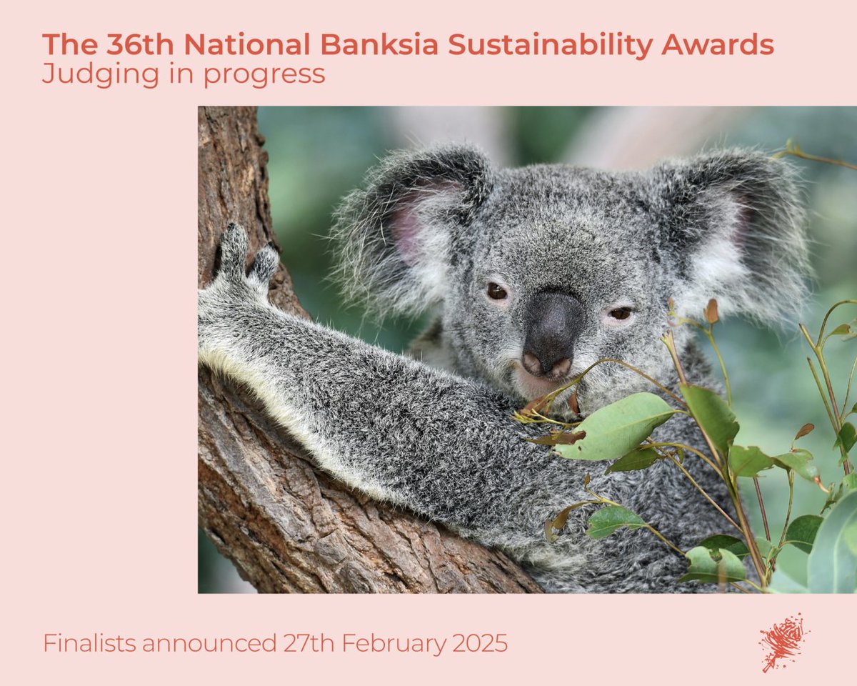 Judging for the 36th Banksia National Sustainability Awards is underway! 🌱 Celebrating Aussie ingenuity shaping a sustainable future. Finalists revealed Feb 27, 2025! Learn more - banksiafdn.com/judging-proces…
#BanksiaAwards #Sustainability #BanksiaFoundation