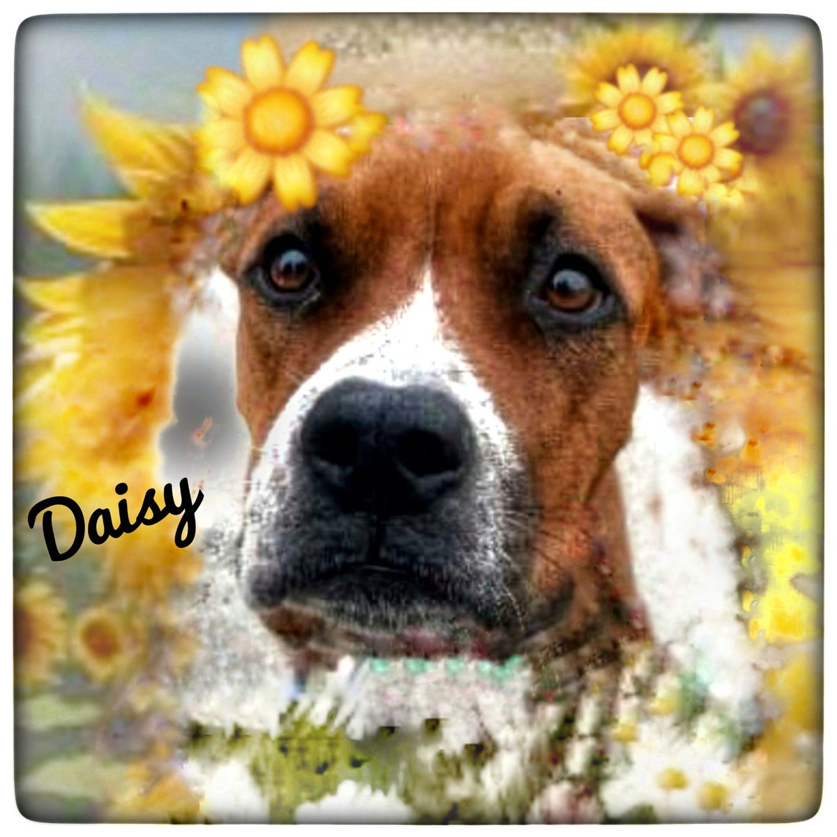 rothfarms's tweet photo. #SaveDaisy 🌼 There is NO interest in saving this gorgeous gal's LIFE. How can this be? Please HELP 🙏 https://t.co/bq8k5Gw1qM