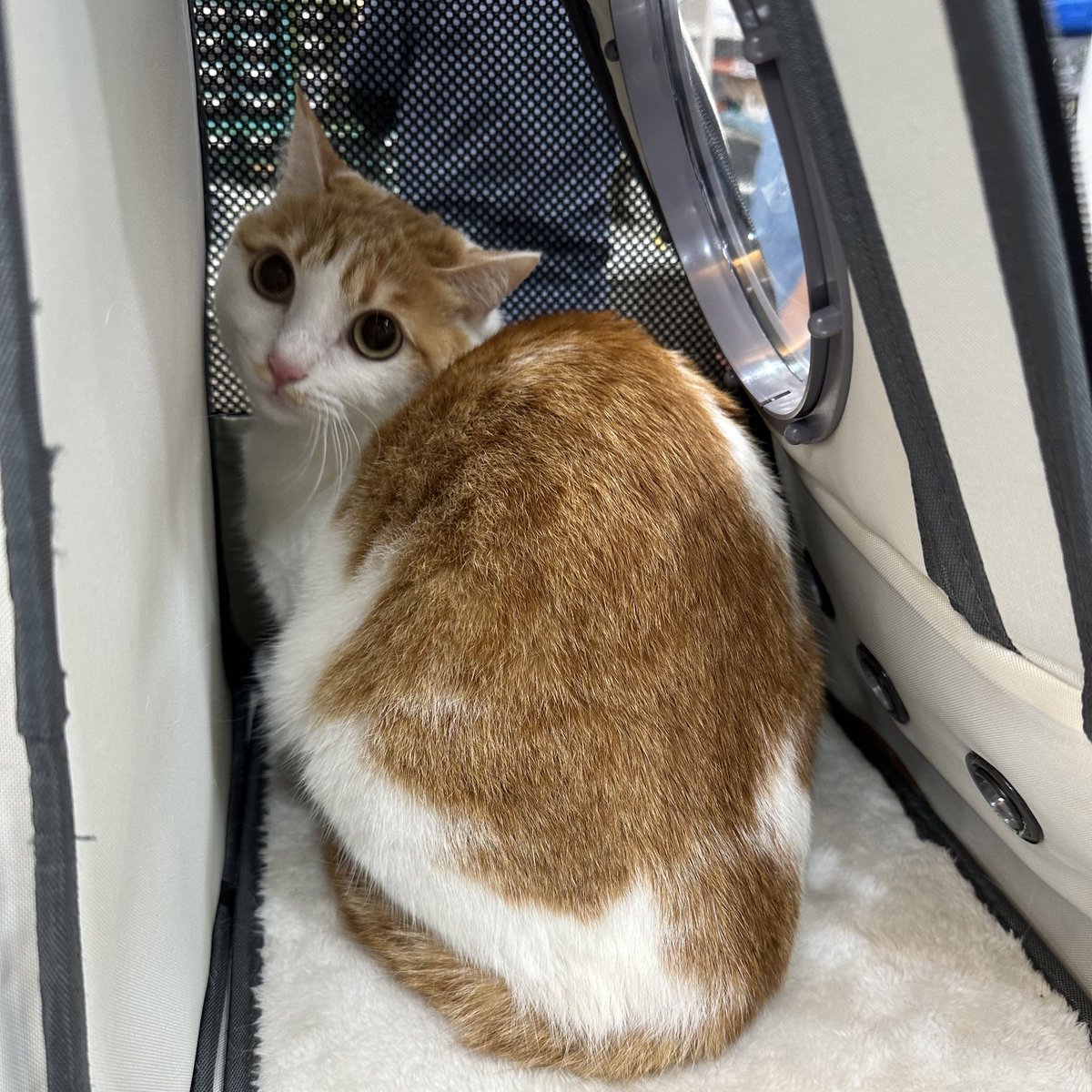 xiaoxiong_kuma's tweet photo. 病院行ってきた。ダニじゃなくてカビでした。ブラックライトみたいの当てたら光ってた〜 https://t.co/yWoiM5qhpP