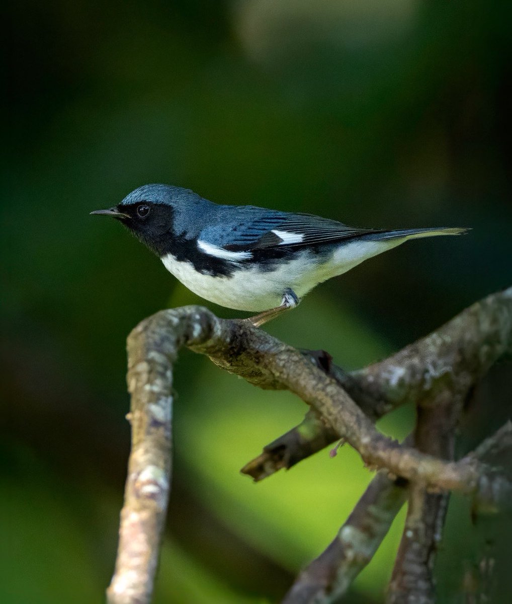 Cigüita Azul 
Black-throated Blue Warbler
#setophagacaerulescens

Ave migratoria que nos visita desde varios lugares del norte y sus inmediaciones (Quebec, Ontario, Nova Scotia, Minnesota, Michigan, Connecticut, New Jersey y Georgia) durante las temporadas de bajas temperaturas.