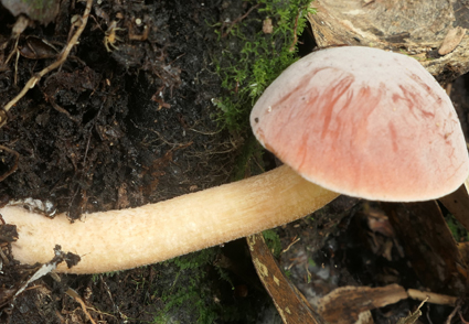 Phytotaxa's tweet photo. Hemileccinum pruinatus (#Boletaceae, Boletales), a new bolete from subtropical #China 
--Additionally, a key to the accepted species of Hemileccinum in China is provided.
https://t.co/1nb1FM2sPm 
#Taxonomy https://t.co/K2dElCpsiX
