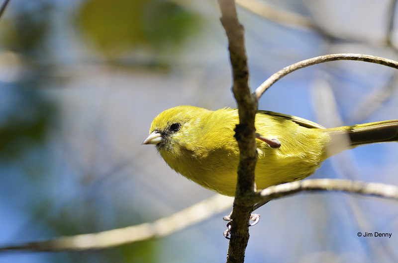birdd111's tweet photo. #Nectarivore

Akekeʻe
Scientific name: Loxops caeruleirostris
The ʻakekeʻe is a bird species in the family Fringillidae, where it is placed in the Hawaiian honeycreeper genus Loxops. It is endemic to the island of Kauaʻi where it is found in small numbers in higher elevations.

Akekeʻe is currently found only in Waimea Canyon State Park, Alakaʻi Wilderness Preserve and Kōkeʻe State Park. It has been heading toward extinction because of its lack of tolerance to alteration of its habitat, which is based on mesic and wet forests.