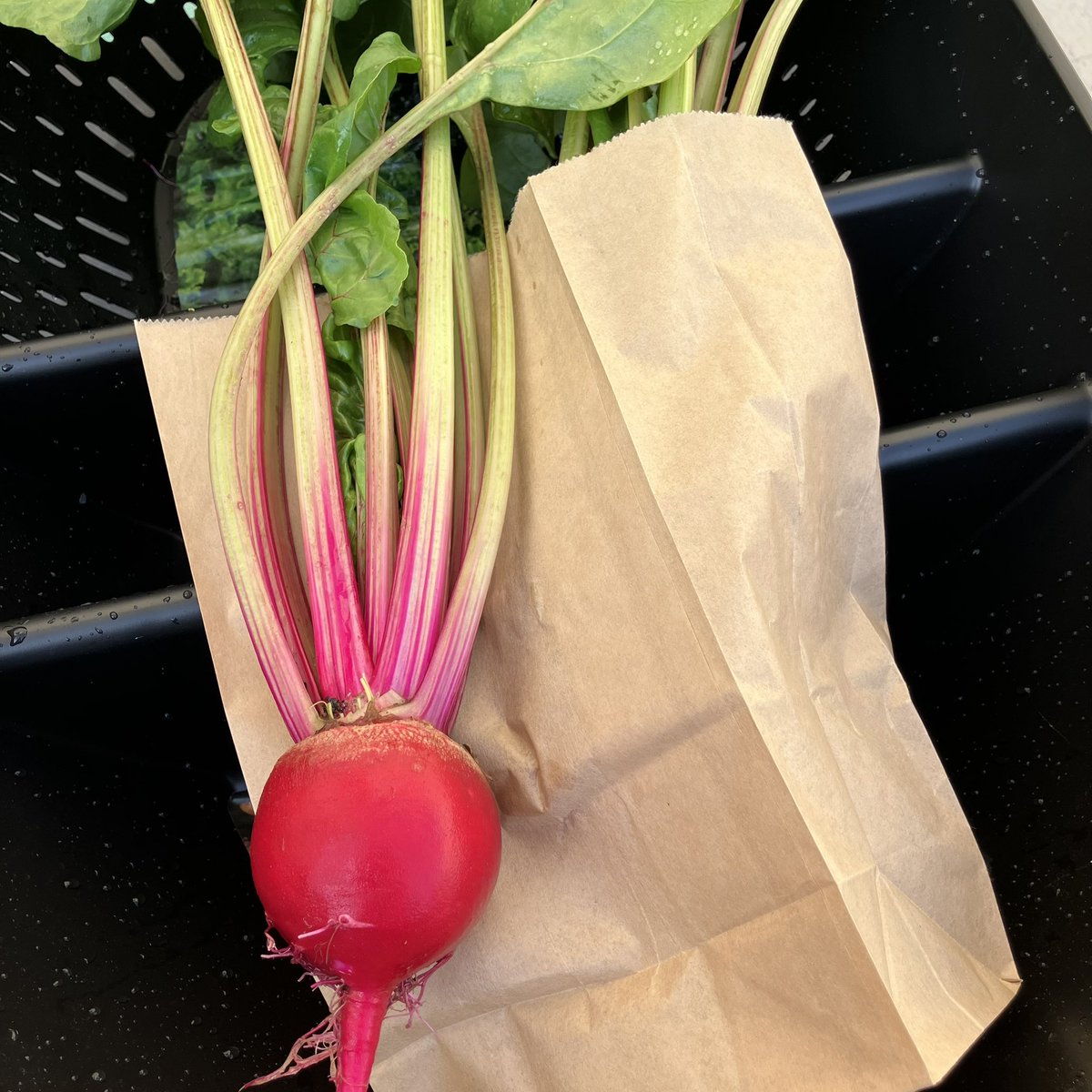 infinileafgrow's tweet photo. a beauty of a beet that was harvested on Friday at Whittier High School👌🏼 https://t.co/iCb6kWMbgT