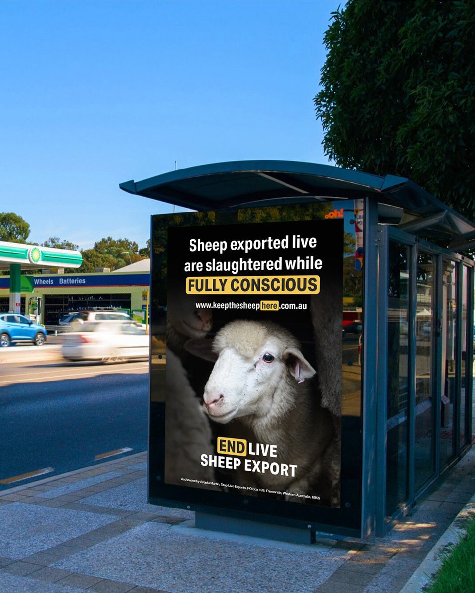 Alliance_AAFA's tweet photo. Have you spotted our billboards yet?

Together with @AnimalsAus and @StopLiveExports this high-impact national advertising campaign will remind politicians and all Australians that Australian sheep have suffered enough.

Visit https://t.co/DuWgzTeeAo to see how you can help! https://t.co/fVgQNFXh1z
