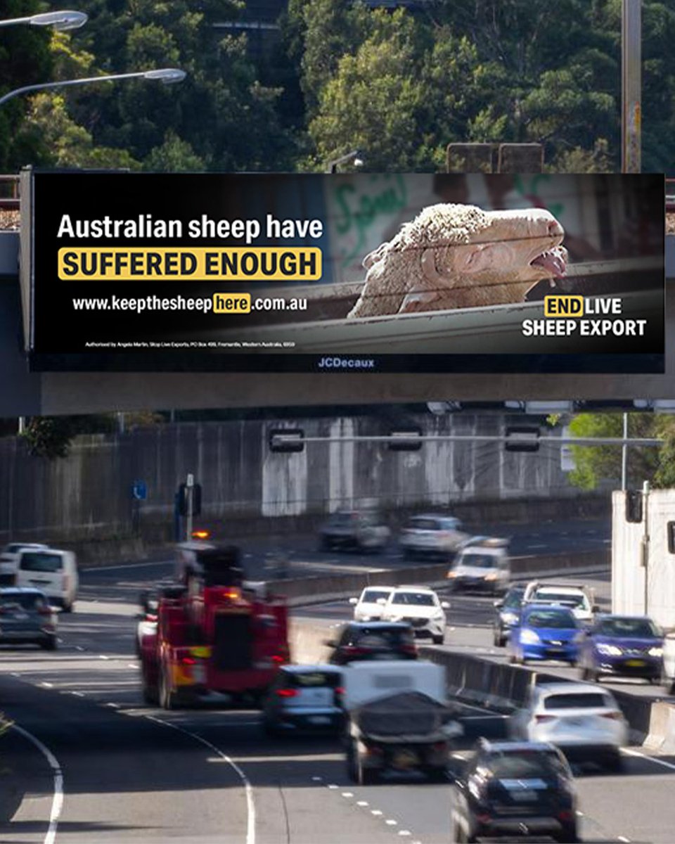 Alliance_AAFA's tweet photo. Have you spotted our billboards yet?

Together with @AnimalsAus and @StopLiveExports this high-impact national advertising campaign will remind politicians and all Australians that Australian sheep have suffered enough.

Visit https://t.co/DuWgzTeeAo to see how you can help! https://t.co/fVgQNFXh1z