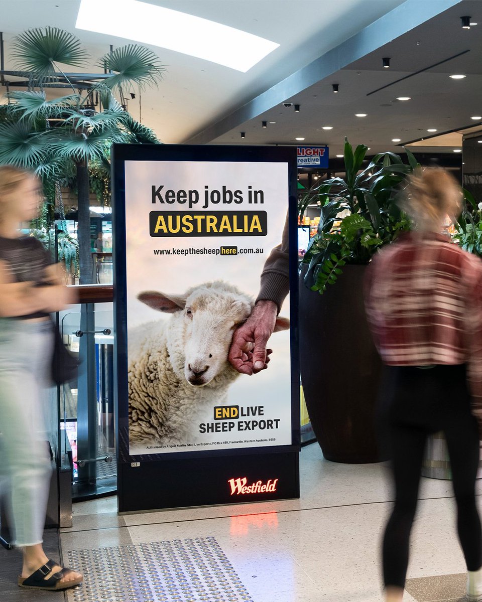 Alliance_AAFA's tweet photo. Have you spotted our billboards yet?

Together with @AnimalsAus and @StopLiveExports this high-impact national advertising campaign will remind politicians and all Australians that Australian sheep have suffered enough.

Visit https://t.co/DuWgzTeeAo to see how you can help! https://t.co/fVgQNFXh1z