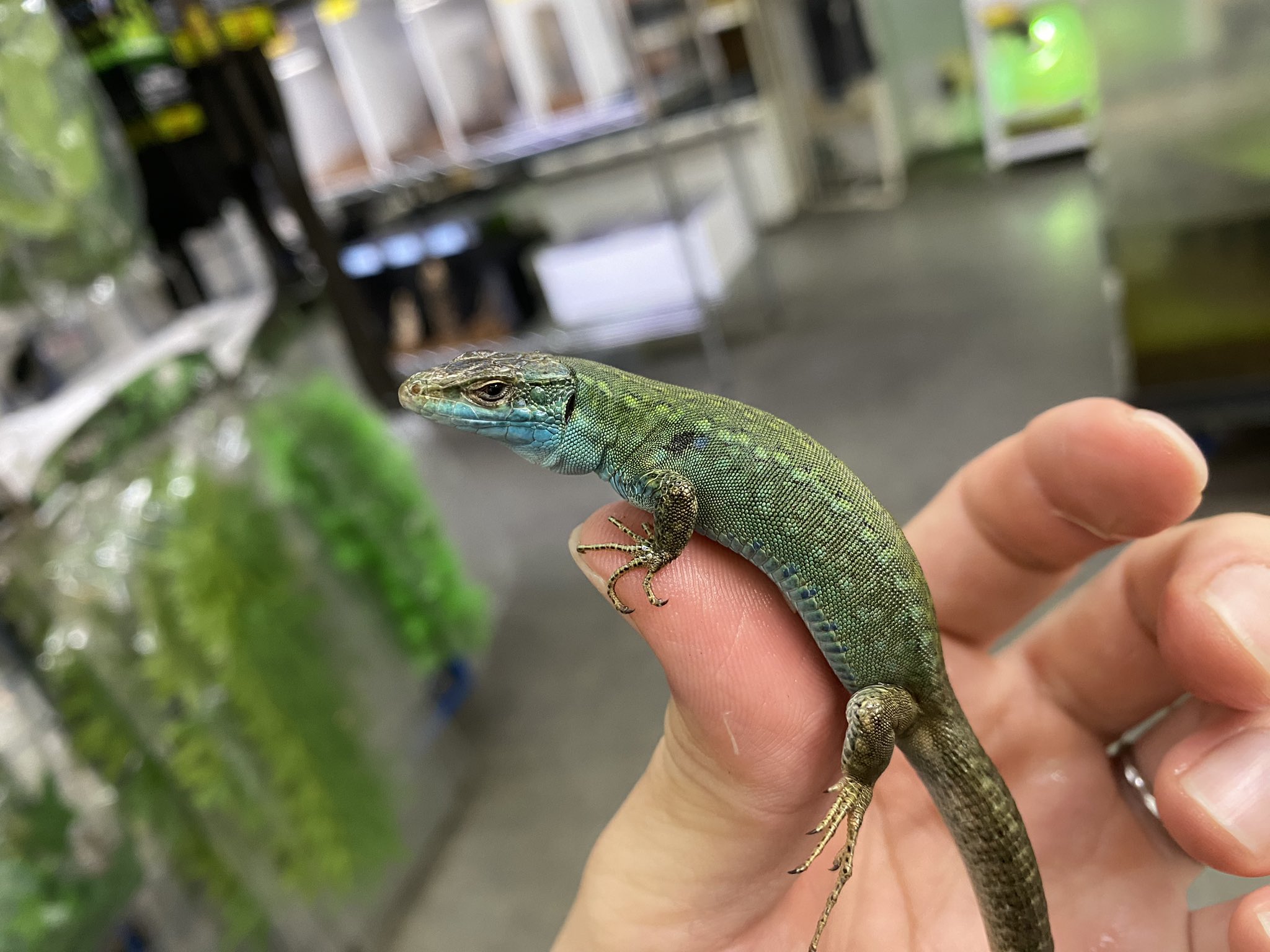 カナヘビとアンギスなどトカゲ新着！＠みなとペポニ | 名古屋の