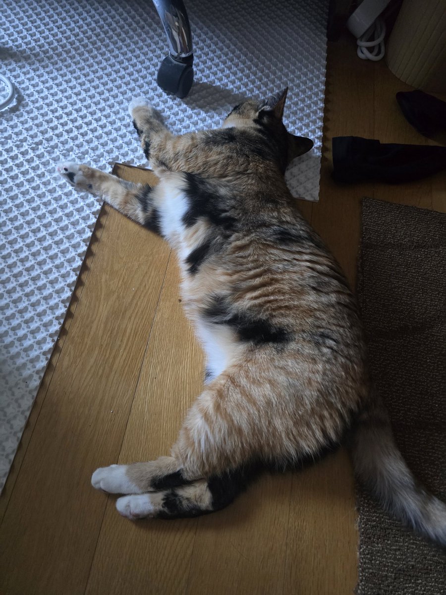 추운걸 너무너무너무 싫어하는 집 고양이 특
뜩끈한 보일러 맛에 그냥 사르르 녹아버림