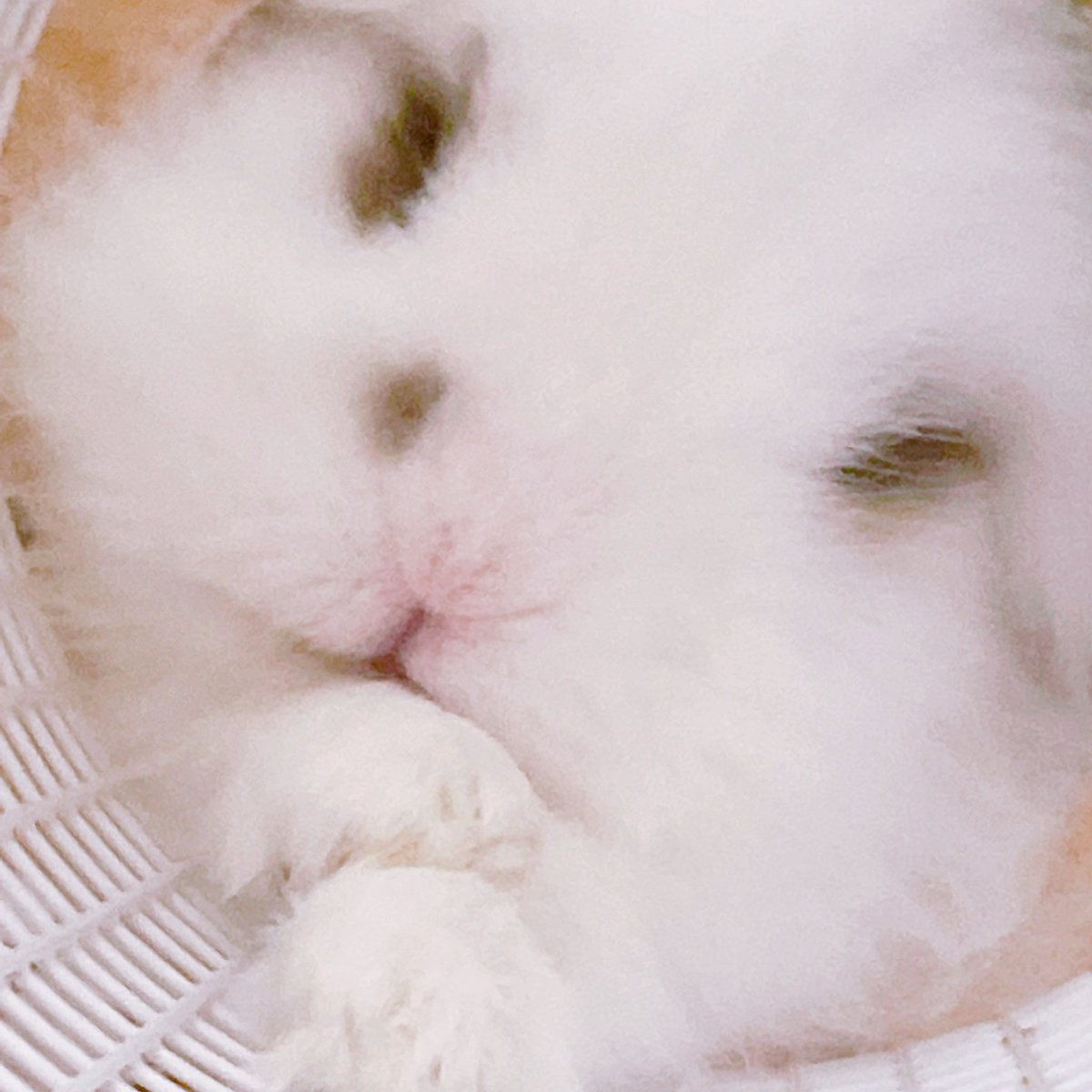 gzmsw's tweet photo. ❥❥ぎずもせいたん❥❥

2025.02.01

だいすきでだいすきで
いとおしくていとおしくて
なによりもたいせつな
ぎすもくん꒰ᐢ⸝⸝´ඉᯅඉ⸝⸝ᐢ꒱

まいにちほんとに
ありがとね꒰ᐢ⸝⸝´ඉᯅඉ⸝⸝ᐢ꒱

これからもよろしくね♡♡ https://t.co/xGu93QQe8w