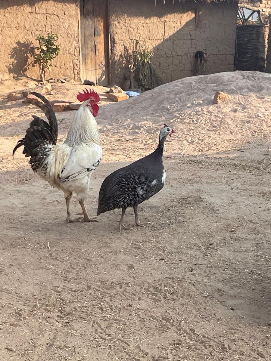 One Health Institute (OHI) tweet media