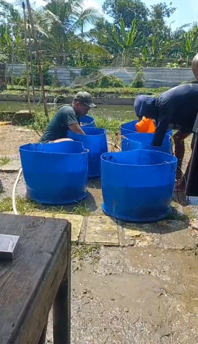 SusantoBambs's tweet photo. Sabtu, 25 01 25. Bambang Dwi S Luhkan Nganjuk laporkan panen ikan gurami di Pokdakan Mina Jaya (P Suprapto) Ds Mabung Kec Baron. Kolam terpal sederhana, jmlh 246 kg, size 2-3 ekor/kg, hrg 27000/kg
#GiatLuhkanSatminkalBWI
#Nganjuk
#panen
@bppsdm_bp3bwi 
@pusluh_bppsdm 
@bppsdm_kp https://t.co/sBByQ7XyCh