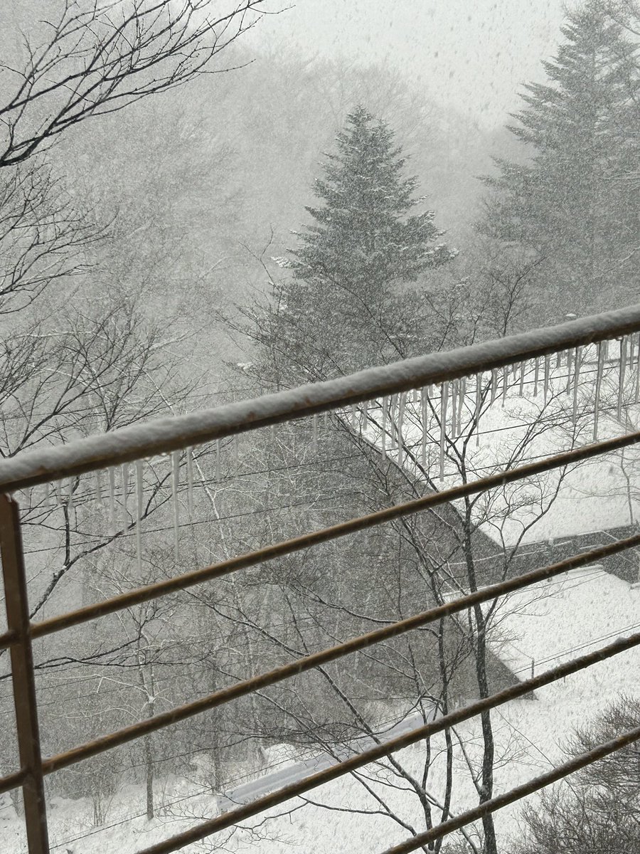 大雪だ！
かなり積もりそう