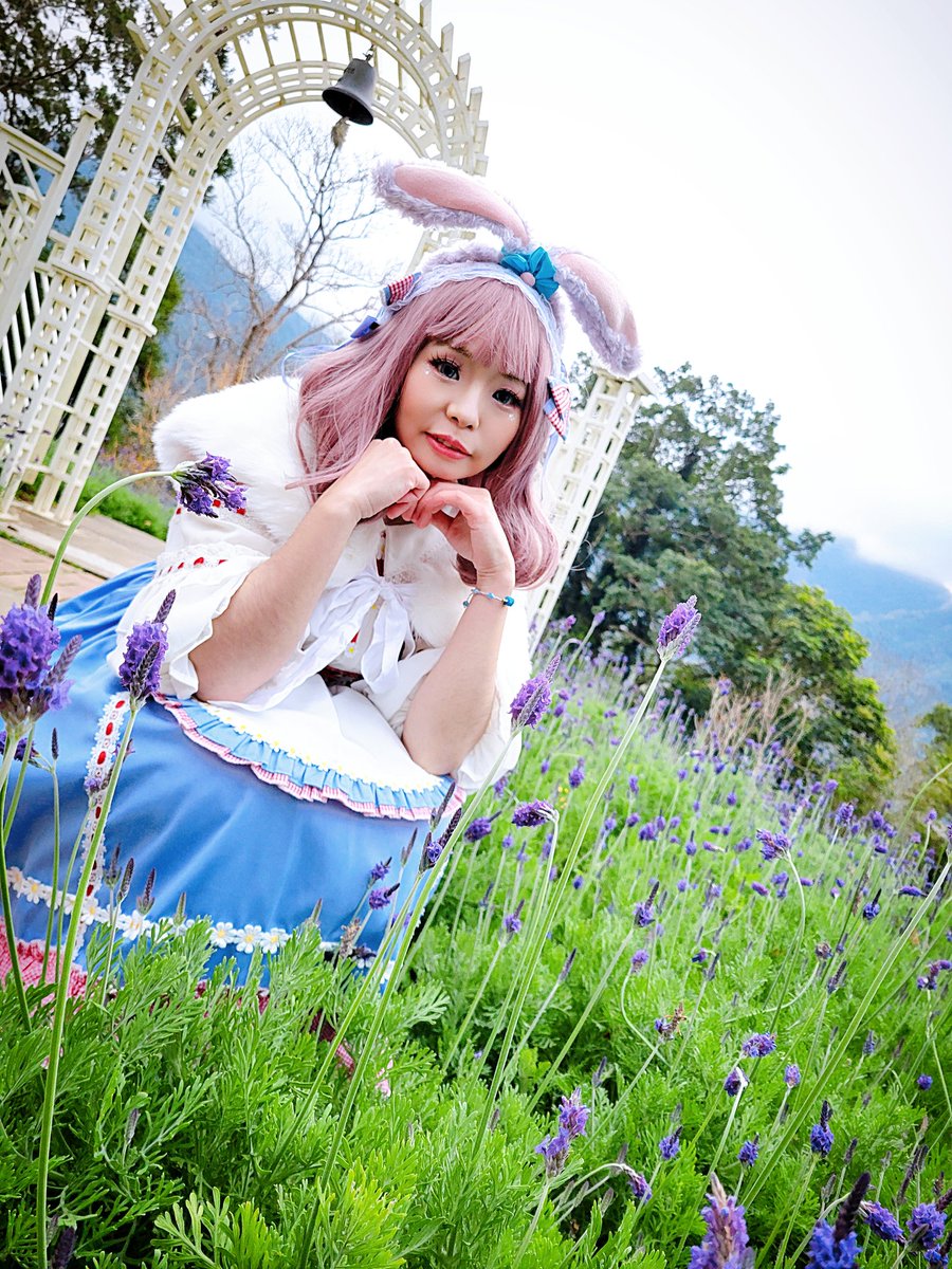 LinglingCosplay's tweet photo. 寒いですが、台湾の冬は🪻ラベンダーの季節です。そんな気候の中で花が咲いているのを見るのはとても嬉しいです😊😊❤️ https://t.co/E2rEkt1jgq