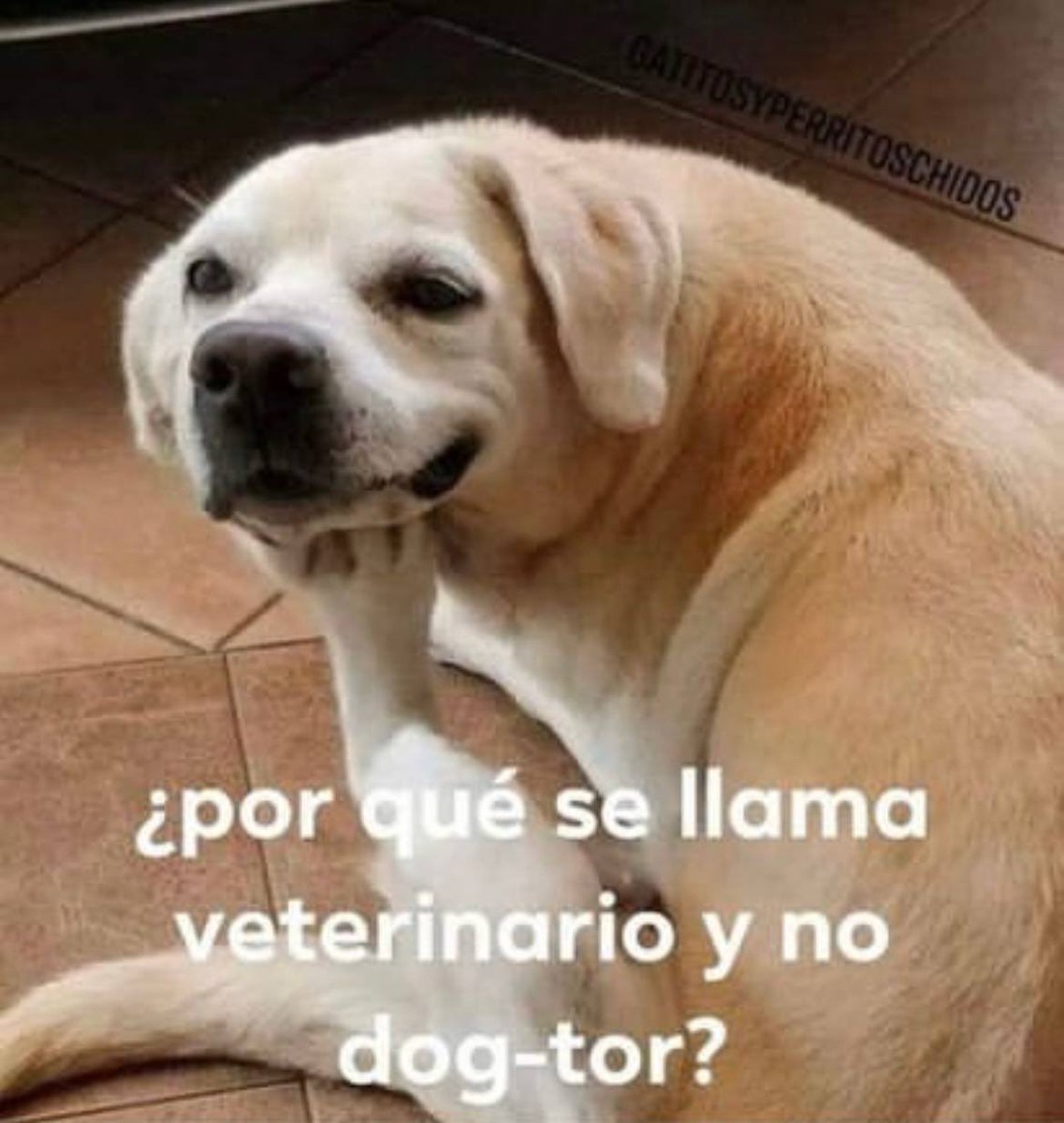 Dilo con perritos (@diloconperritos) on Twitter photo 