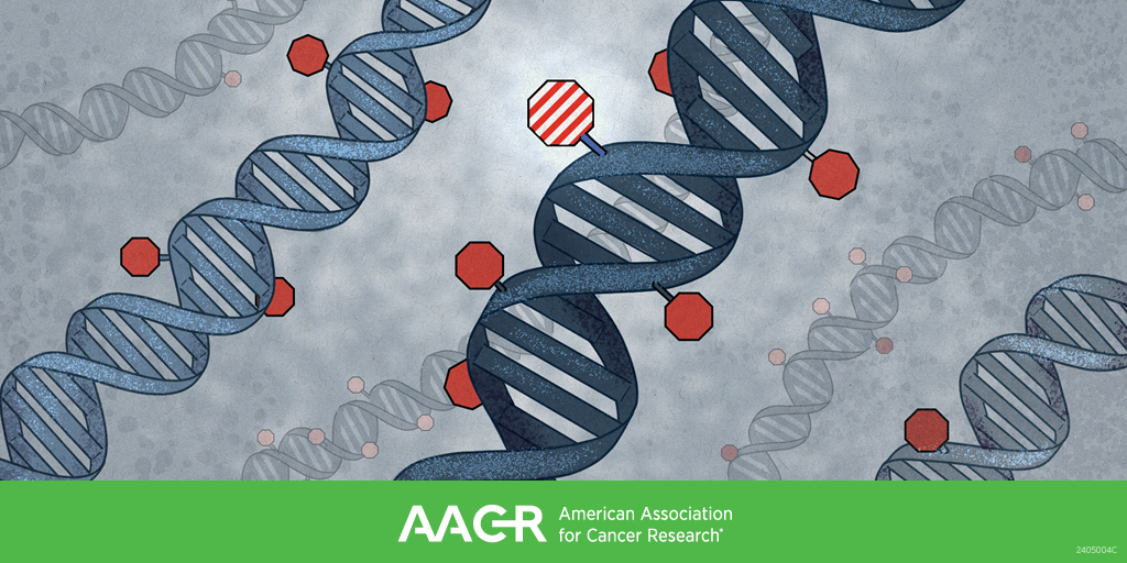 AACR (@aacr) on Twitter photo Ting Wang, Tommy Kaplan, Daniel De Carvalho, and Katherine B. Chiappinelli discussed "Normal and Abnormal Methylation Patterns and Detection" at the AACR Conference on DNA Methylation, Clonal Hematopoiesis, and Cancer.
#AACRmethylation25 <a href="/twang5/">Ting Wang</a> <a href="/decarvalho_lab/">Daniel De Carvalho</a> <a href="/ChiappinelliLab/">Kate Chiappinelli @chiappinellilab.bsky.social</a> Ting Wang, Tommy Kaplan, Daniel De Carvalho, and Katherine B. Chiappinelli discussed "Normal and Abnormal Methylation Patterns and Detection" at the AACR Conference on DNA Methylation, Clonal Hematopoiesis, and Cancer.
#AACRmethylation25 <a href="/twang5/">Ting Wang</a> <a href="/decarvalho_lab/">Daniel De Carvalho</a> <a href="/ChiappinelliLab/">Kate Chiappinelli @chiappinellilab.bsky.social</a>