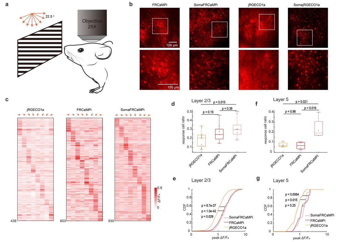 A Sensitive Soma-localized Red Fluorescent Calcium Indicator for Multi-Modality Imaging of Neuronal Populations In Vivo. It works well with wide-field imaging, two-photon microscopy, and fiber photometry biorxiv.org/content/10.110…