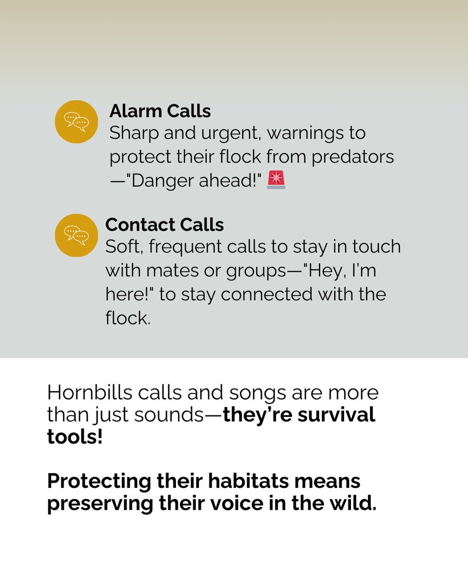 🦜 Do you hear hornbill calls where you live?

💬 Share your favorite #hornbill sound or what you’ve learned about bird communication in the comments!
#IUCNHornbills #IUCNHSG #BirdBehavior #HornbillVoices #LoveHornbillsDay