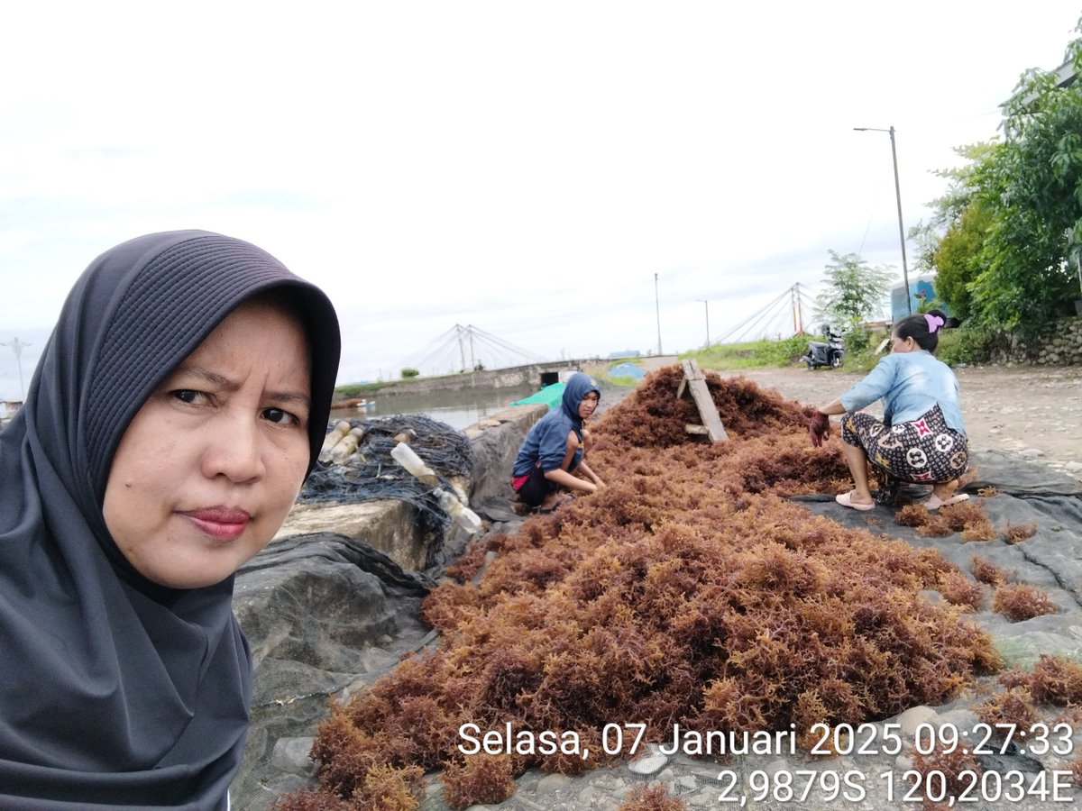 AsridaSyafri's tweet photo. Selasa, (07/01/2025), Asrida Syafri, Luhkan Kota Palopo, Pokdakan  Rezky katonik, mendampingi panen RL eucheuma cottonii, metode longline, panen 20 bentangan (120 kg basah) harga 15.500/kg kering
#GiatLuhkanSatminkalMaros 
#KotaPalopo
#Panen https://t.co/PHv5d3f3Ln