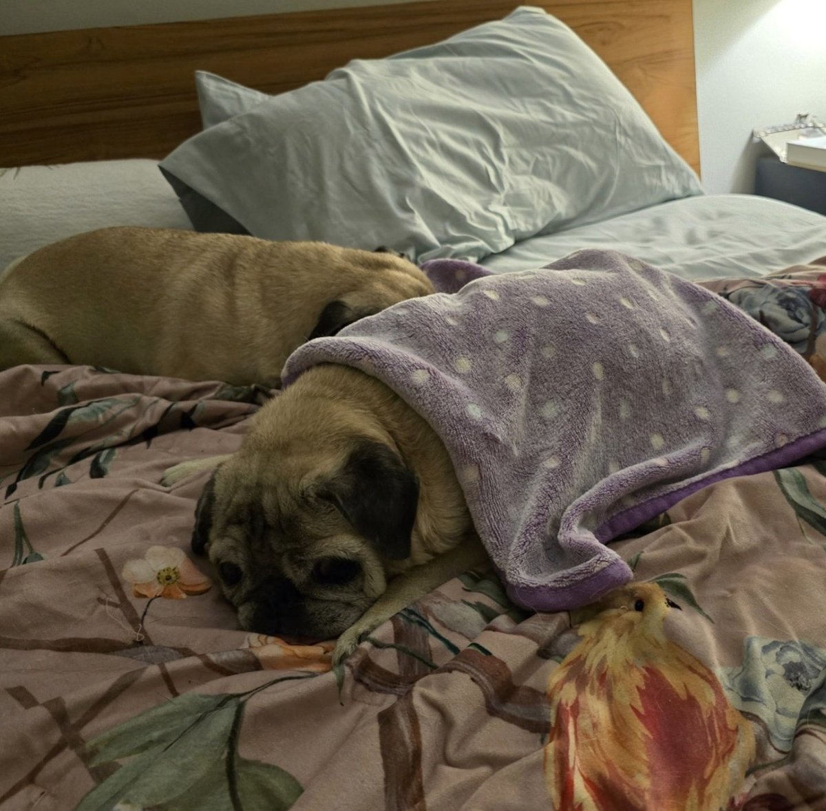 I made the mistake of going to bed really early over the weekend because I was sick &amp; now tyrant Rosy demands we all go to bed together early every night! #rosyposy #pikapug (ps: I'll likely not be posting on here much going forward but I'm still on insta, fb, and bluesky for now