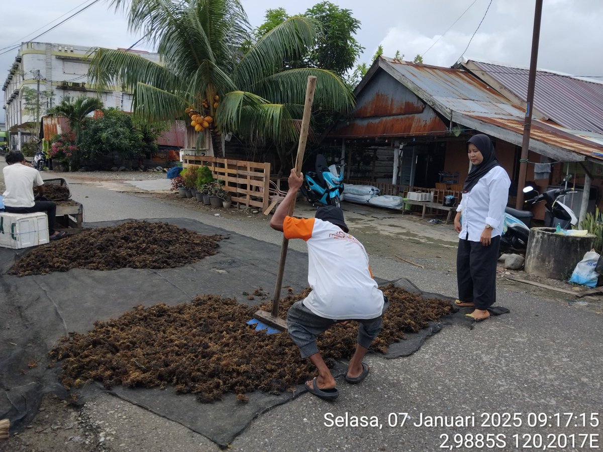 AsridaSyafri's tweet photo. Selasa (07/01/2025) Asrida Syafri, Luhkan Kota Palopo, Pokdakan Sumber Katonik, mendampingi panen RL eucheuma cottonii, metode long line, panen 15 bentangan (90 kg basah) harga 15.500/kg kering
#GiatLuhkanSatminkalMaros 
#KotaPalopo
#Panen https://t.co/JDB0AmU0jp