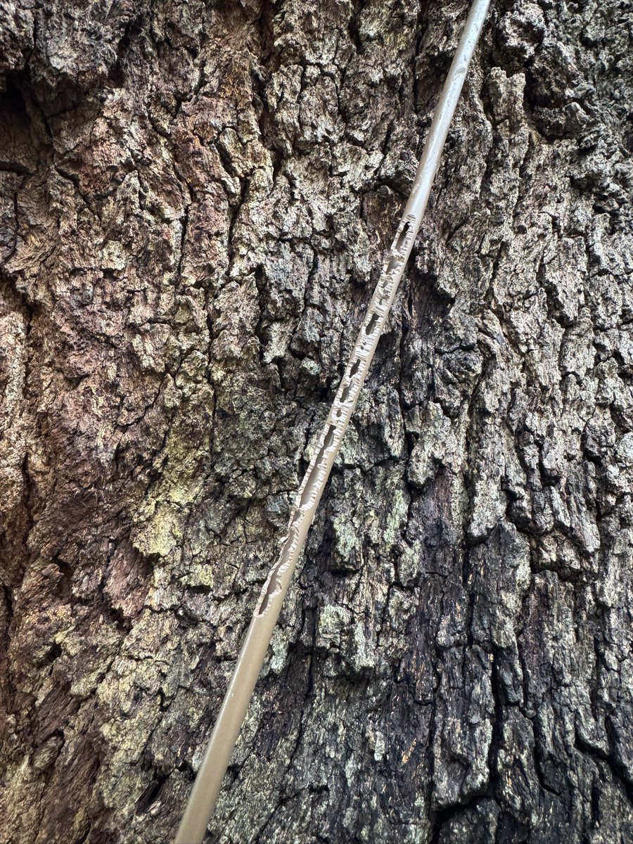 Michael Derewenko tweet media