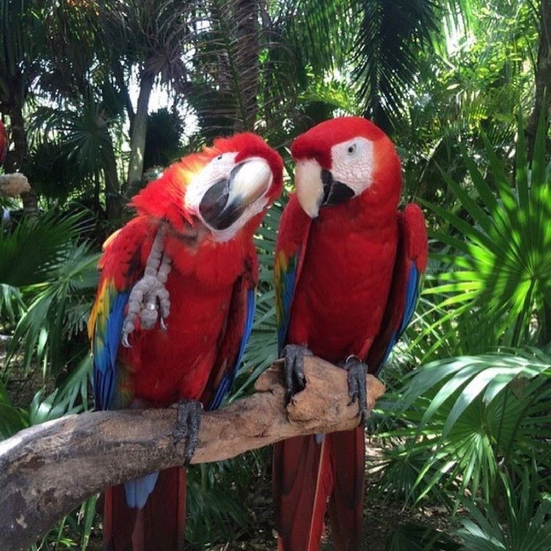 ╭──────────.★..─╮
         “ summer bodies are 
              made in winter „
╰─..★.──────────╯

a black girl summer-themed thinspo thread bc black is beautiful and it’s bhm !! ⋆ ༅˚🌺 •