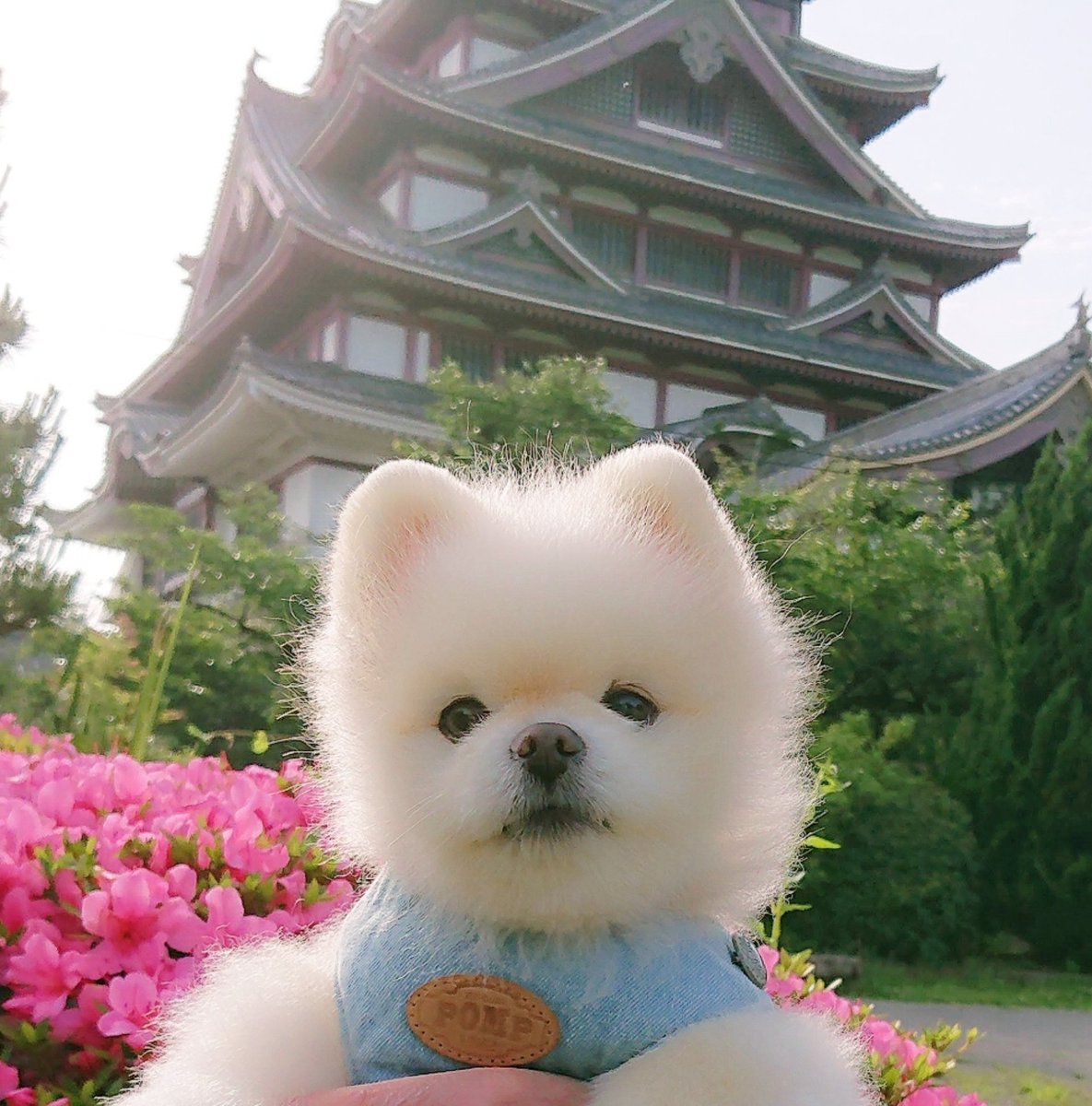 今日は「よなのか」

大好きだったお城🏯
伏見桃山城は昔遊園地で自分も小さい頃親に連れて行ってもらいましたし自分の子供達も👦🧒🐶😊
親子二代で楽しんだ思い出深い場所になりました
特に春は華やかな桜🌸
秋には綺麗な紅葉🍁
チャッピーは自分のお庭みたいにいつも楽しそうにお散歩していました🐾