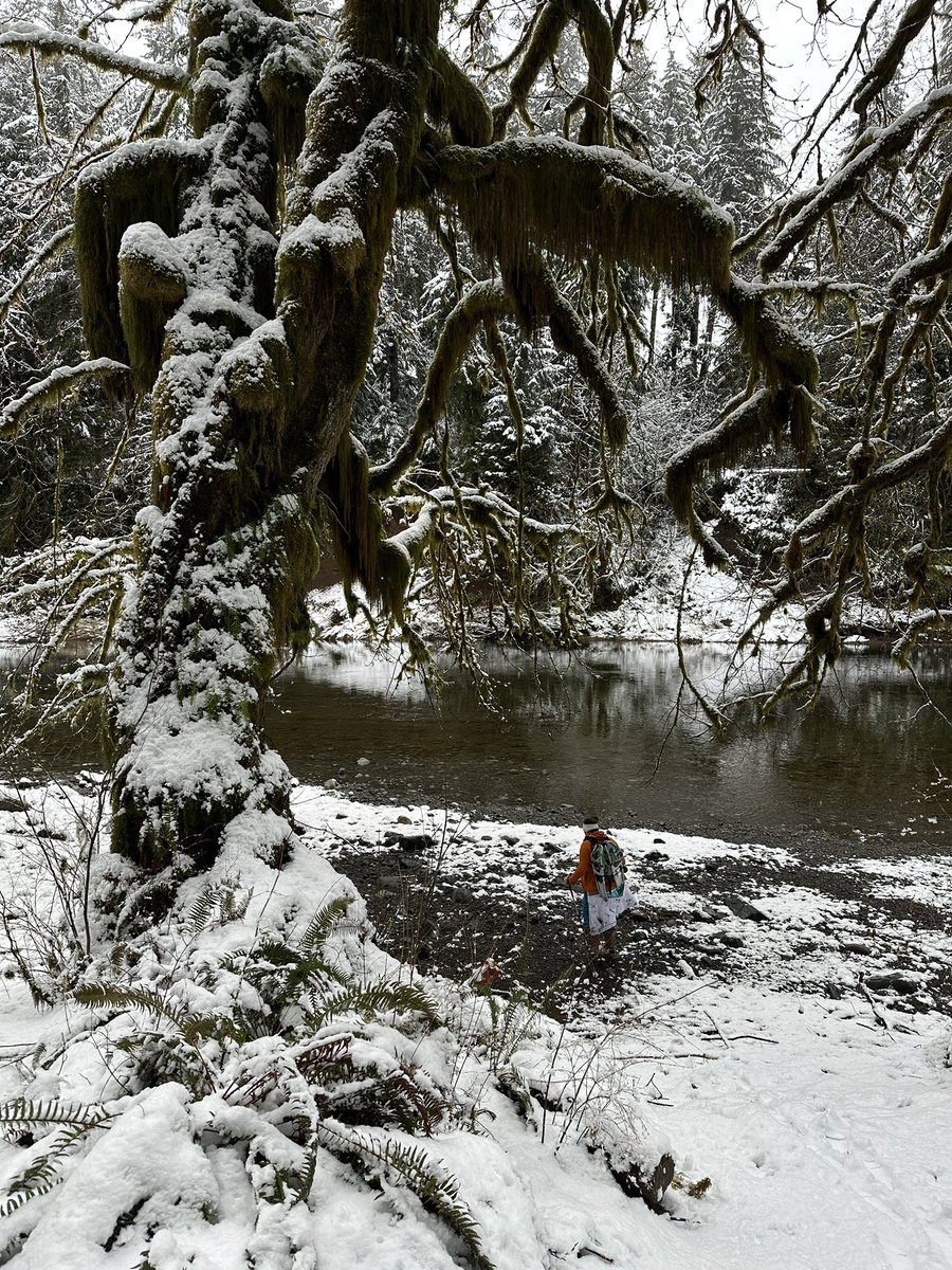 Exploring rainforest snow day #forkswashington #outdoors