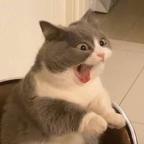 uma_hanabi's tweet photo. มู่ไม่ไหวแล้ววววววว 5555555

/ᐠ • ˕ - ྀིﾏ #Pavelphoom 
#BabeCats ✩₊˚.⋆ 🐈

#BJOUTINGEP1 https://t.co/HY3nkxfTsU