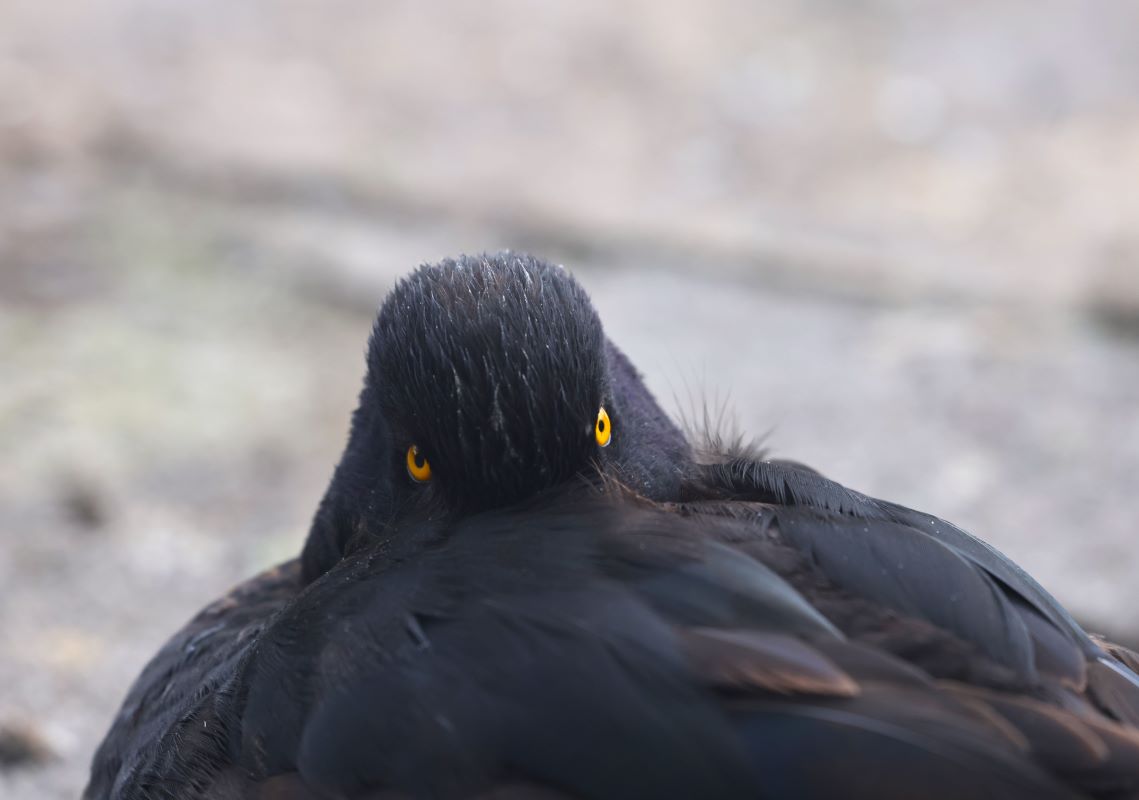 Hi Folks, I've moved over to Blue Sky - bsky.app/profile/louthe… for this year's birding, if anyone that wants to join me over there. Cheers Louise