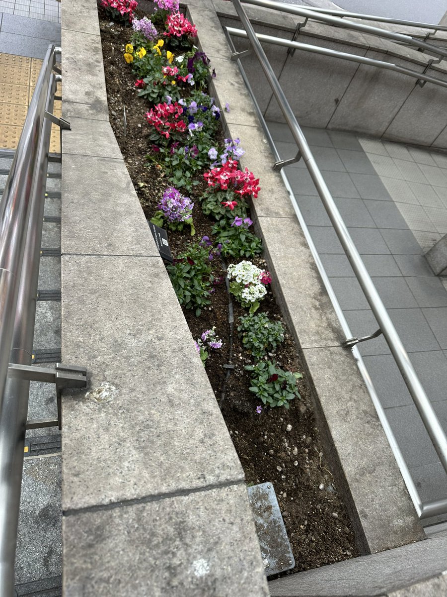 GreenHiyoshi's tweet photo. 今日は駅前花壇、プランターのメンテナンスデーでした https://t.co/mO0F3QGgTq