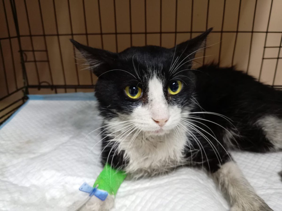 @fevranimal tweet media